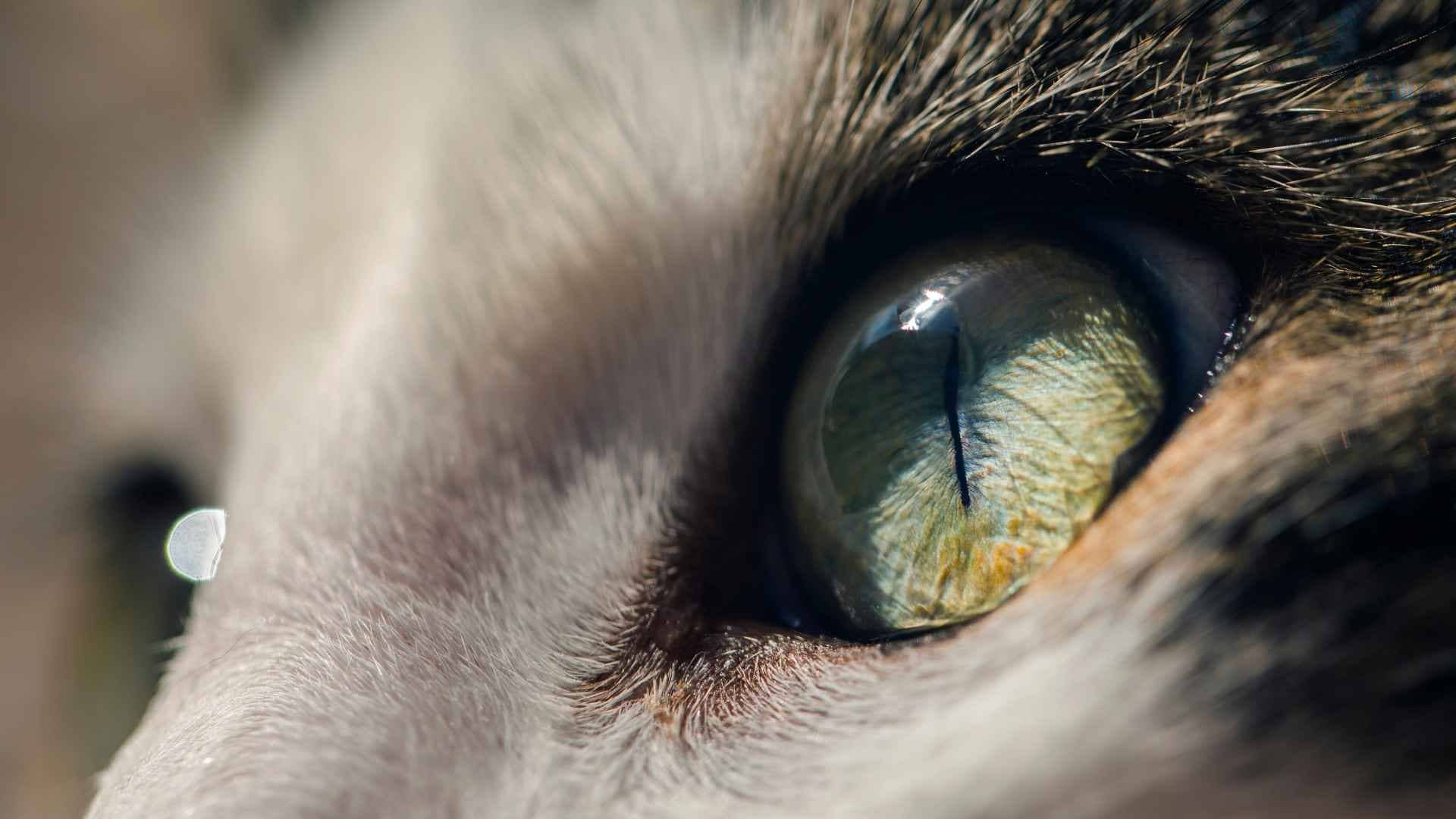 gato que llora